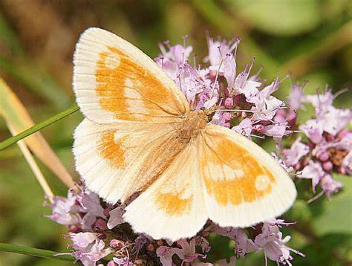 Are gatekeeper butterflies rare?