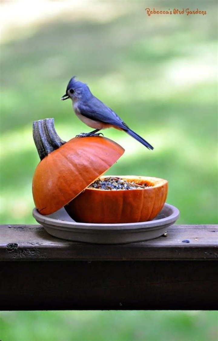 Can wild birds eat pumpkin raw?