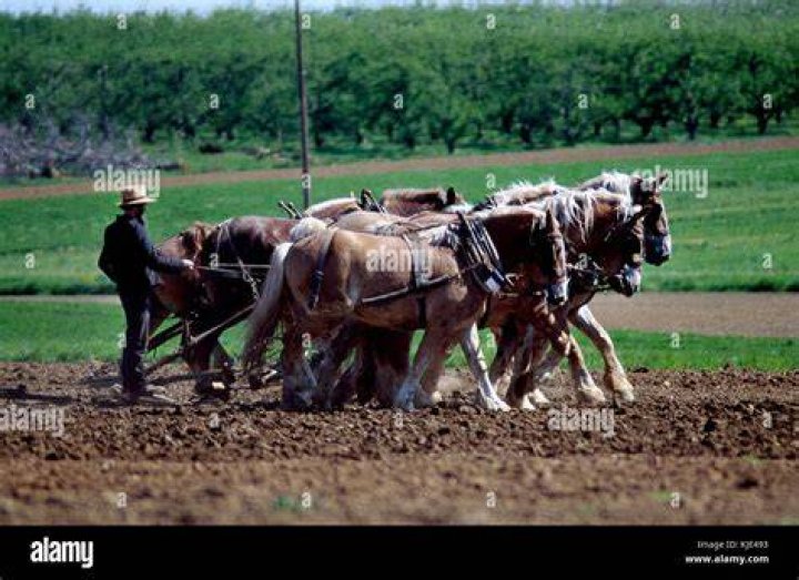 Do Amish shoe their horses?