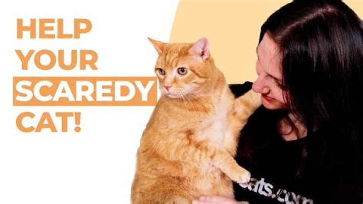 How do I make my cat less shy?