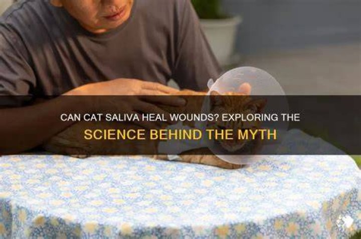 Is cat saliva good for wounds?