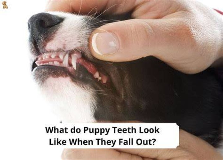 What do emerging teeth look like?