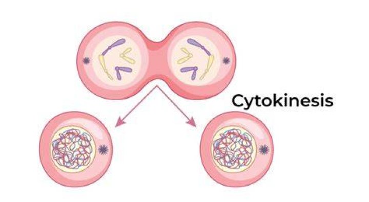 What happens during cytokinesis in mitosis?