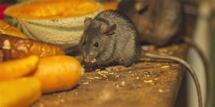 What is the most common food pest?