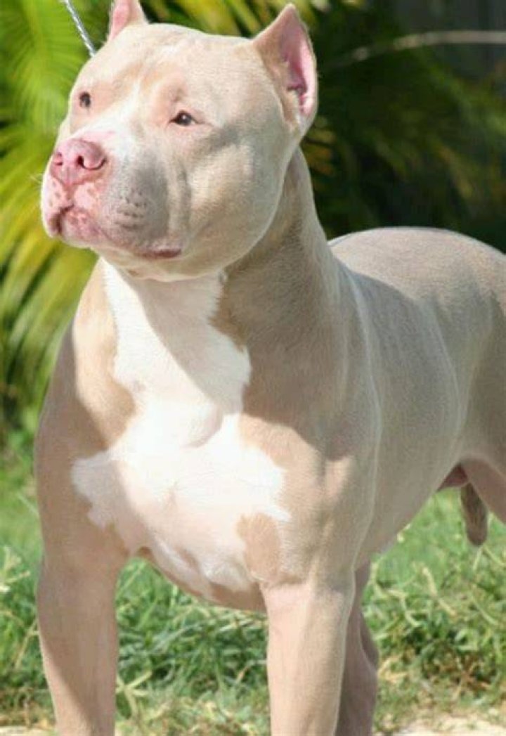 What is the price of Pitbull in Delhi?