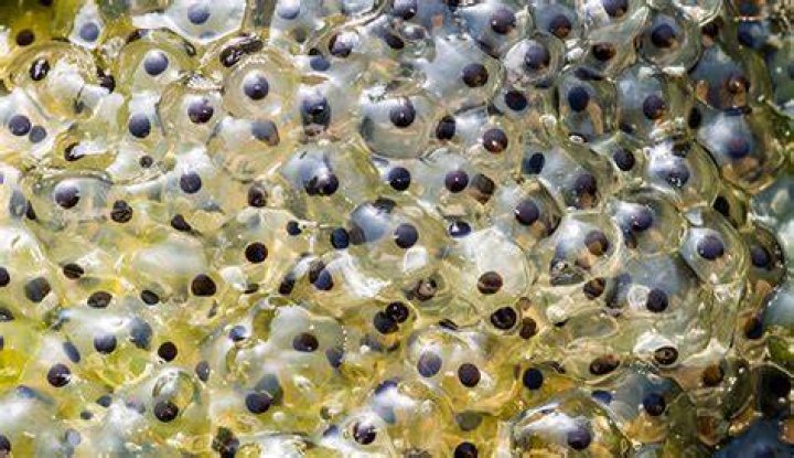 What month do you usually find Frogspawn?