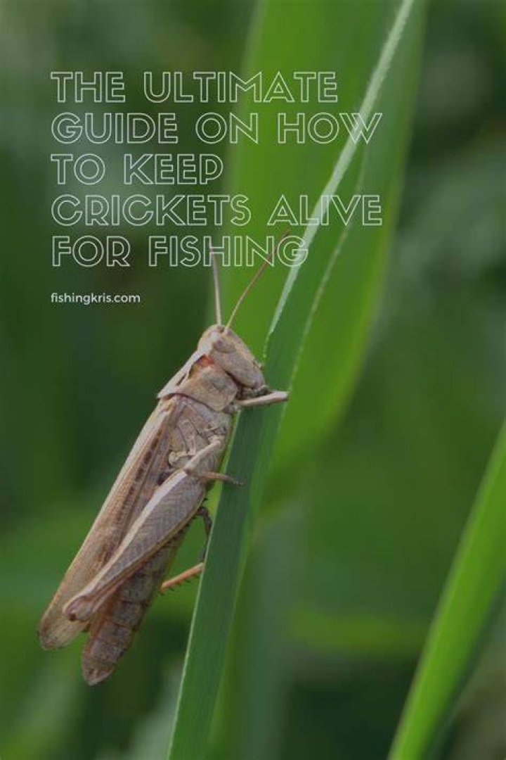 What to feed fishing crickets?