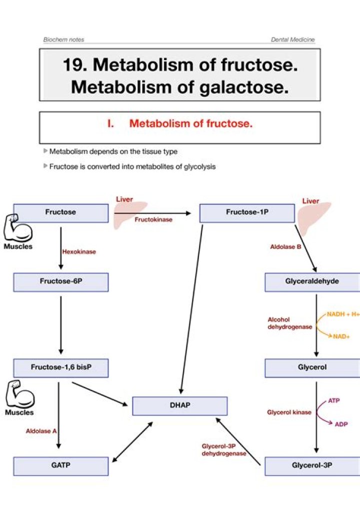 Where is fructose and galactose metabolized?