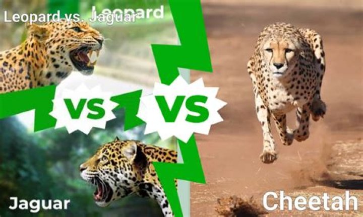 Who would win in a fight cheetah or a jaguar?