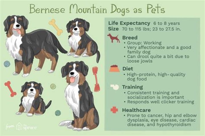 Why do Bernese mountain dogs live so short?
